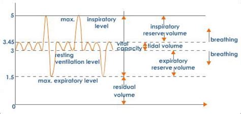 Lung Size Chart