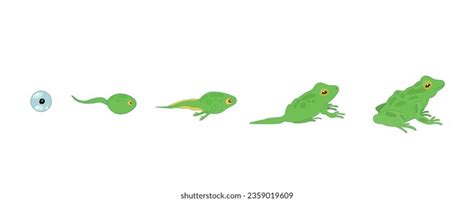 Frog Life Cycle Vector Developmental Process Stock Vector (Royalty Free ...