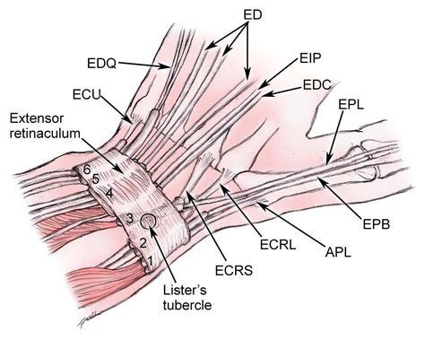 Extensor Tendon Lacerations: Background, History Of The Procedure, Presentation | Hand anatomy ...