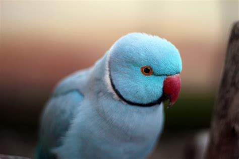 Indian Ringneck Colors Mutation - 1 - This page shows some of the mutations we currently house ...