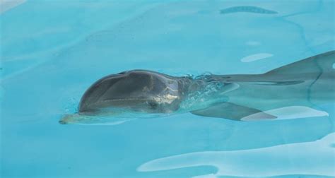 Bottlenose dolphin euthanized at SeaWorld - Theme Park Tribune, theme park news