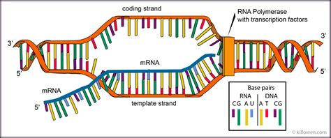 Transcription Diagram Labeled