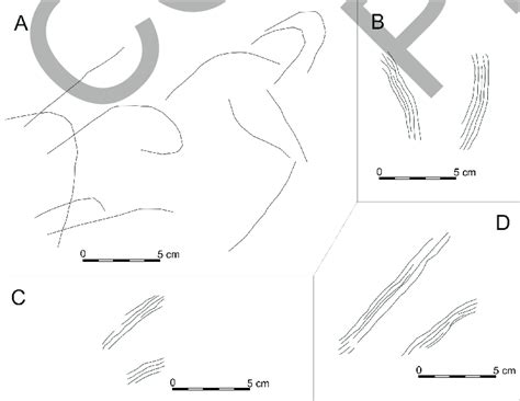 Sketch showing the main bat scratches trend; A) Different curvilinear... | Download Scientific ...