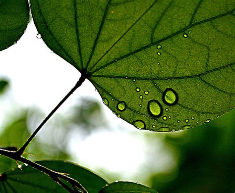 Rain Art (Photo) | Indiana India