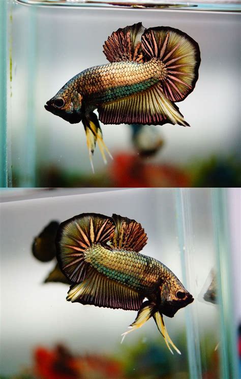 About Betta Fish — black–orchids: Black Gold Dragon | Betta fish tank, Betta, Betta fish