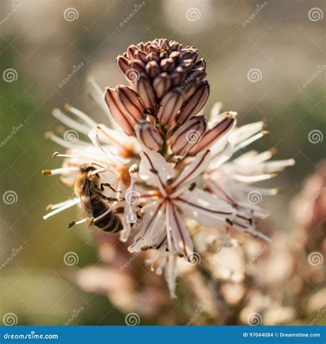 Close Up of Worker Bee Pollinating a Wildflower during Spring Stock ...