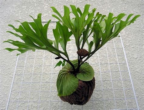 Garden Ferns Platycerium ellisii Staghorn Fern Species spores Rare From ...