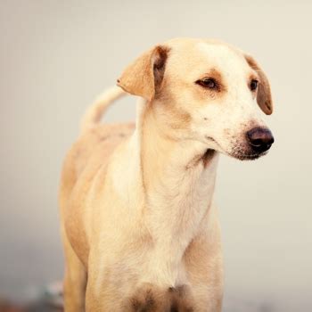 Indian Pariah Dog Breed Information, Characteristics & Heath Problems | DogZone.com