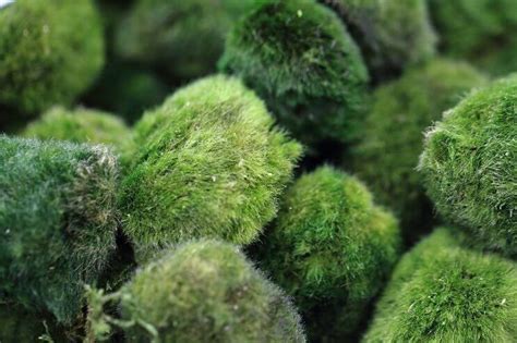 The Definitive Marimo Moss Ball Care Guide - Everything Fishkeeping