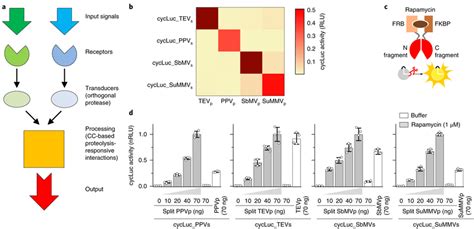 Design of the proteolysis-based signaling pathways and orthogonal... | Download Scientific Diagram