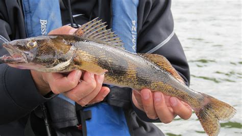 MAY SAUGERS ON THE ILLINOIS RIVER | DON GASAWAY'S BLOG