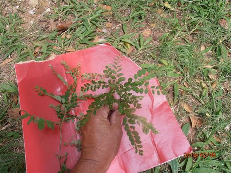 Flora de Puerto Rico Ilustrada Papo Vives: PHYLLANTHACEAE-PHYLLANTHUS TENELLUS CIENTO UN GRANO 1