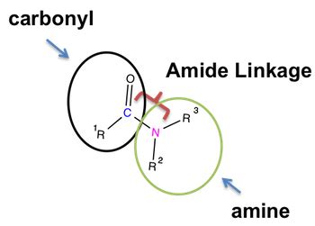 Amide | Structure, Functional Group Bond & Examples - Lesson | Study.com