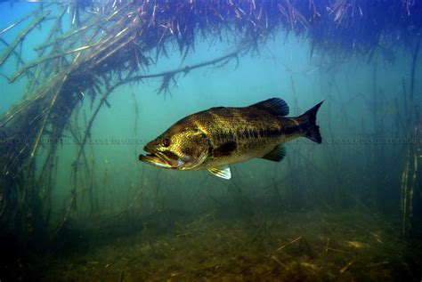 Largemouth Bass Underwater | Wallpapers Gallery