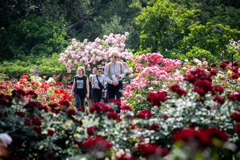 The Huntington Library Rose Garden – Pasadena Star News