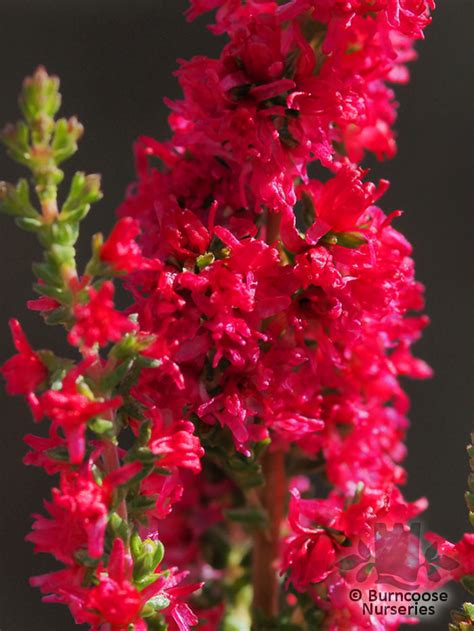 Heathers Calluna from Burncoose Nurseries