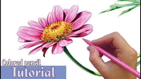 How to draw and shade a FLOWER in Colored Pencil - YouTube | Colored ...