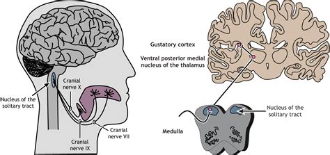 Taste – Foundations of Neuroscience