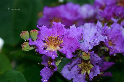 lilac flowers | shot these on a tree in wonderla on the outs… | Flickr