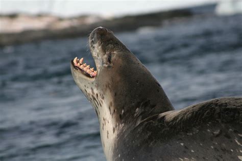 Leopard Seal | The Life of Animals