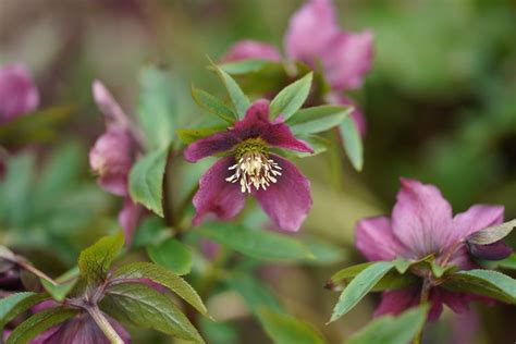 12 Best Shade Perennials, According To Gardening Experts