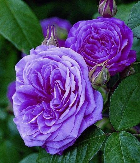 Image detail for -David Austin English Rose - Gertrude Jekyll ... | David austin roses, Flower ...