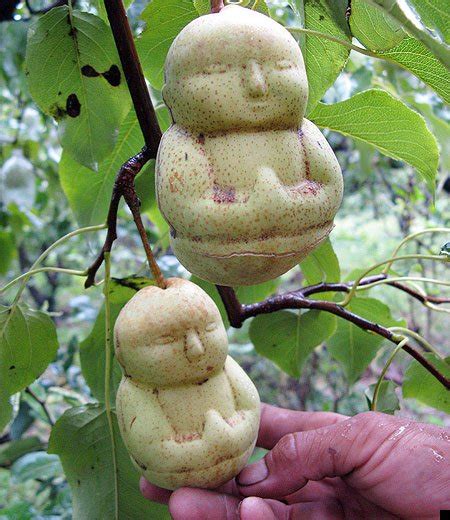 Grow Buddha Shaped Pears, Square-Shaped Watermelon, Heart-Shaped Cucumbers & More - Homestead ...