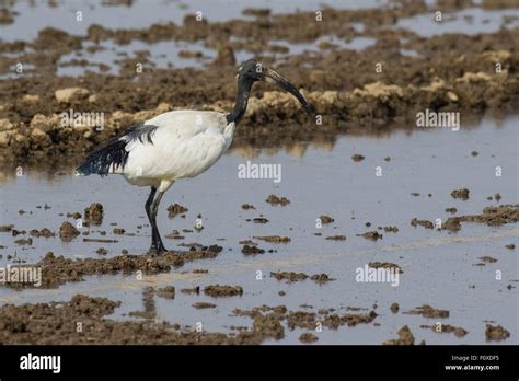 Sacred ibis in water in its natural habitat Stock Photo - Alamy