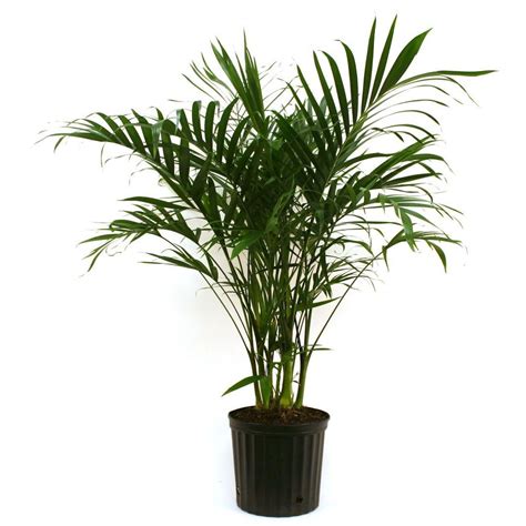 Delray Plants Cateracterum Palm in 9.25 in. Grower Pot-10CAT - The Home ...