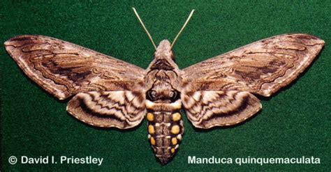 Five-spotted hawkmoth Manduca quinquemaculata (Haworth, 1803) | Butterflies and Moths of North ...