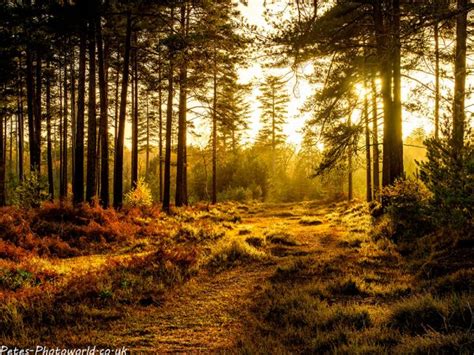 New Forest Autumn Colours – Petes-PhotoWorld.co.uk