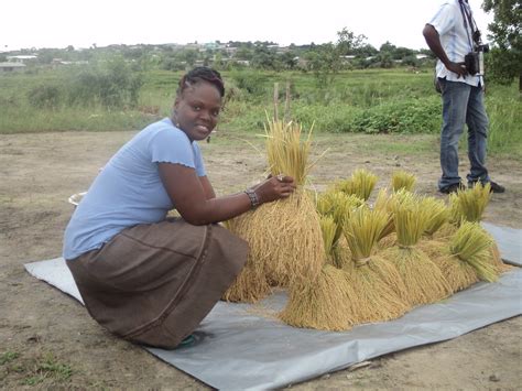 One Body One Hope: Rice Harvest