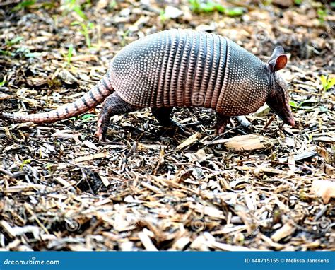 Armadillo in Florida Walking Stock Image - Image of grass, beautiful: 148715155