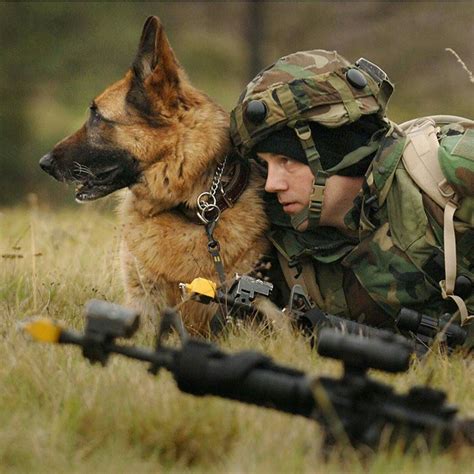 MWD Military Working Dogs, Military Dogs, Military Service, Military ...