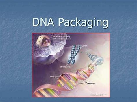 Dna packaging