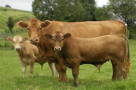 Crossbreeding | The Australian Bazadais Cattle Society