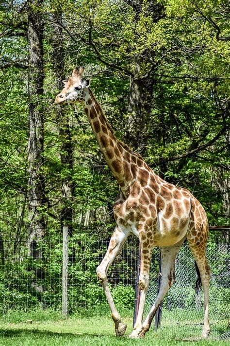 zoo, paugres, ardeche, animals, visit, holiday, animal park, giraffe ...