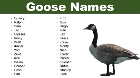 List of Goose Names: Adorable Names for Your Pet Goose - Pet Names Vocab