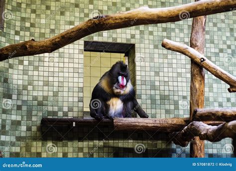 Mandrill in its habitat stock photo. Image of sitting - 57081872