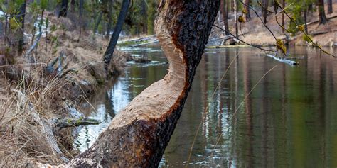 Fall River Trail | Outdoor Project