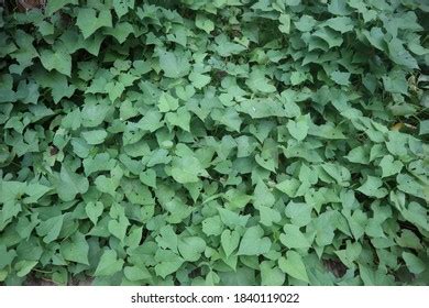 45 Vitis rotundifolia Images, Stock Photos & Vectors | Shutterstock