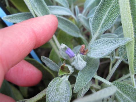 Harvesting Sage | Gardenerd