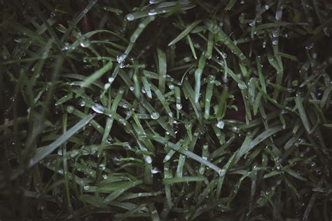 Photo of Grass Covered with Dew · Free Stock Photo