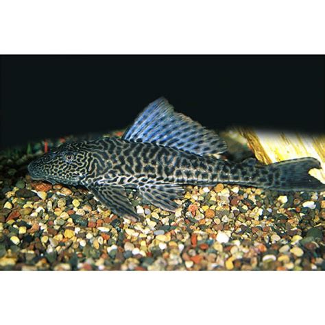 Common Plecostomus - Buy Plecostomus Fish Today – The iFISH Store