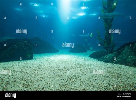 Underwater scene. Marine green seaweed Stock Photo - Alamy