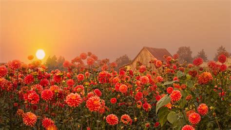 Download wallpaper 1366x768 flowers, sunset, fog, dusk, nature tablet ...