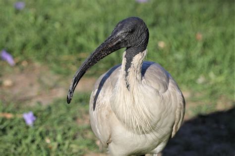 Ibis Australian White - Free photo on Pixabay - Pixabay