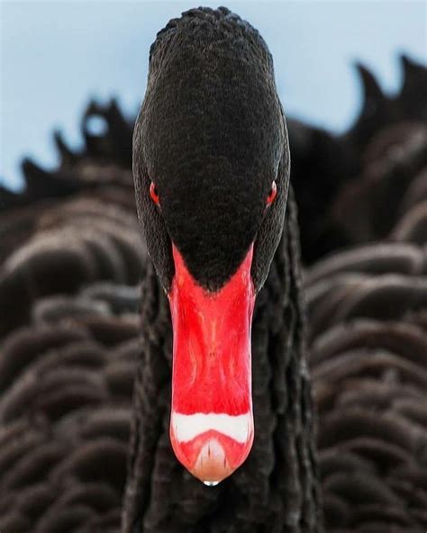 "Beautiful Black Swan Wickedly Captured giving the evils..http://bit.ly/2MPdmNH | Black swan ...