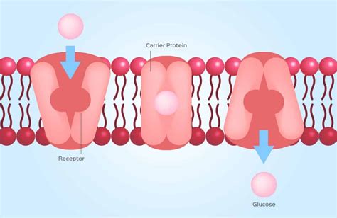 4 Types of Passive Transport (Plus Vital Facts) – Nayturr