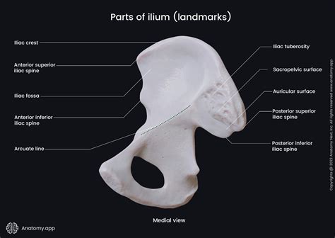 Ilium | Encyclopedia | Anatomy.app | Learn anatomy | 3D models ...